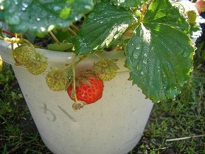 露地イチゴが収穫時期です