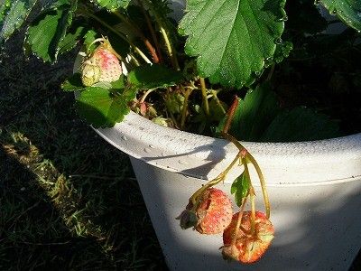 露地イチゴが収穫時期です