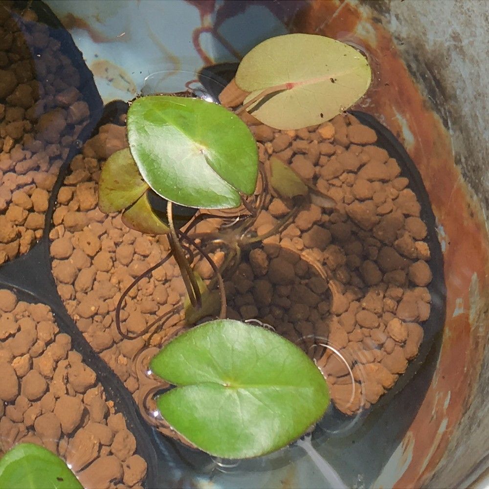 少しずつ植え付け進行中