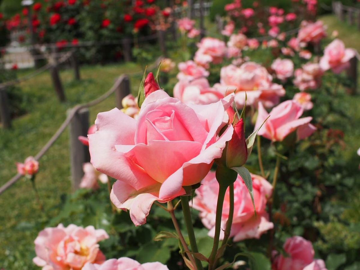 緑地の薔薇