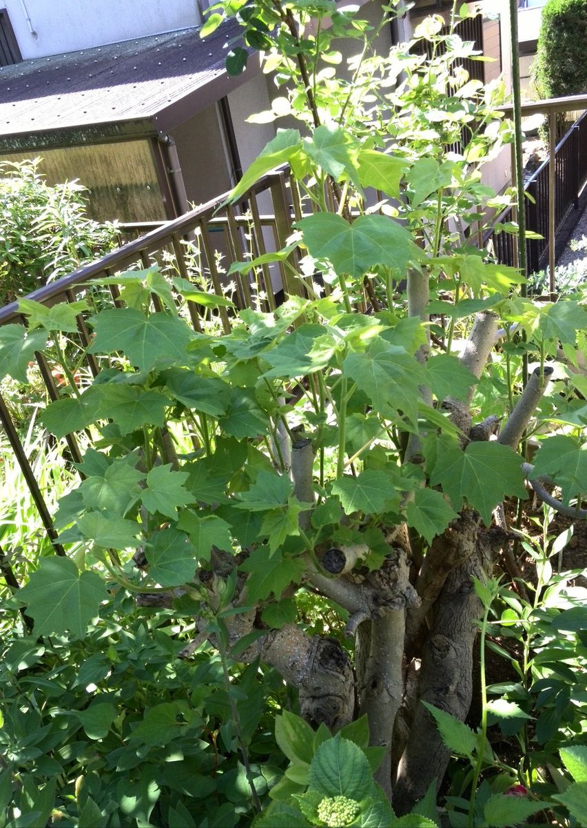 酔芙蓉の芽吹きと一重の芍薬