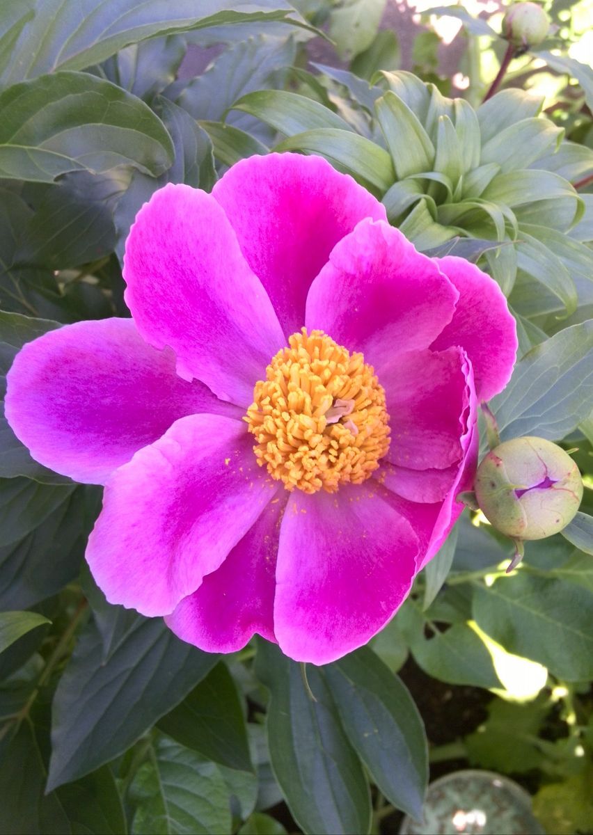 酔芙蓉の芽吹きと一重の芍薬