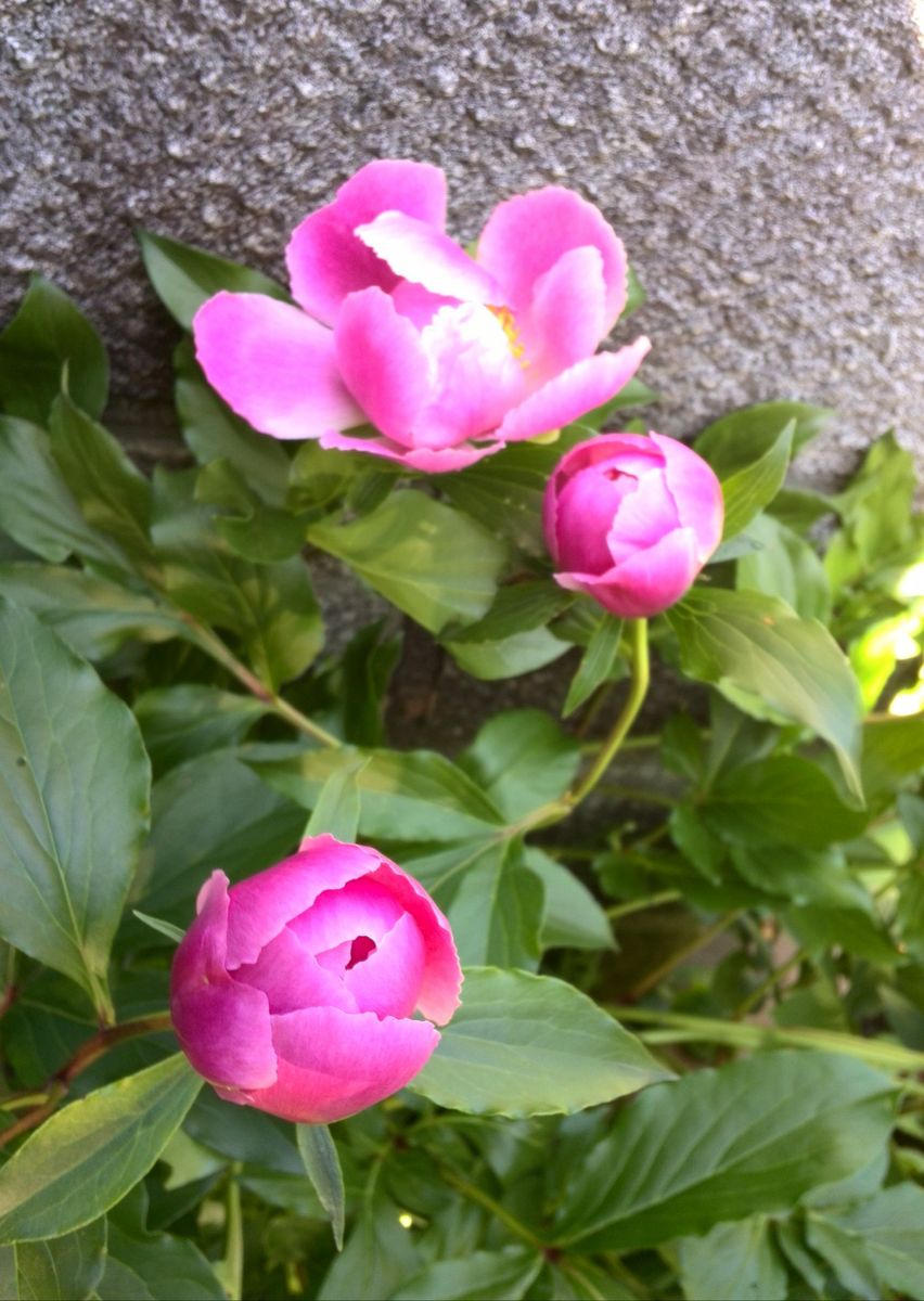 酔芙蓉の芽吹きと一重の芍薬