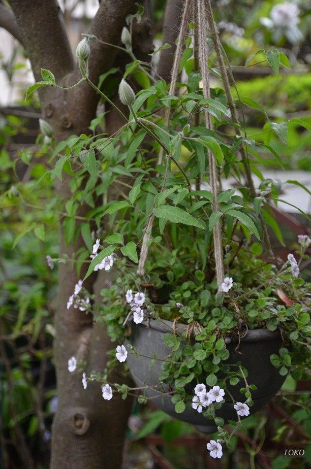 現在開花している植物から…その５