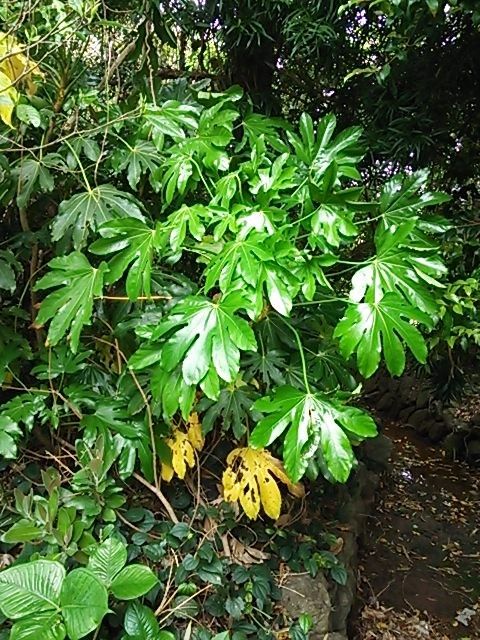 実家の植物