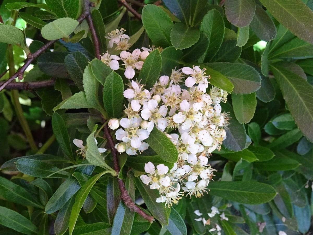 雨後の白い花たち