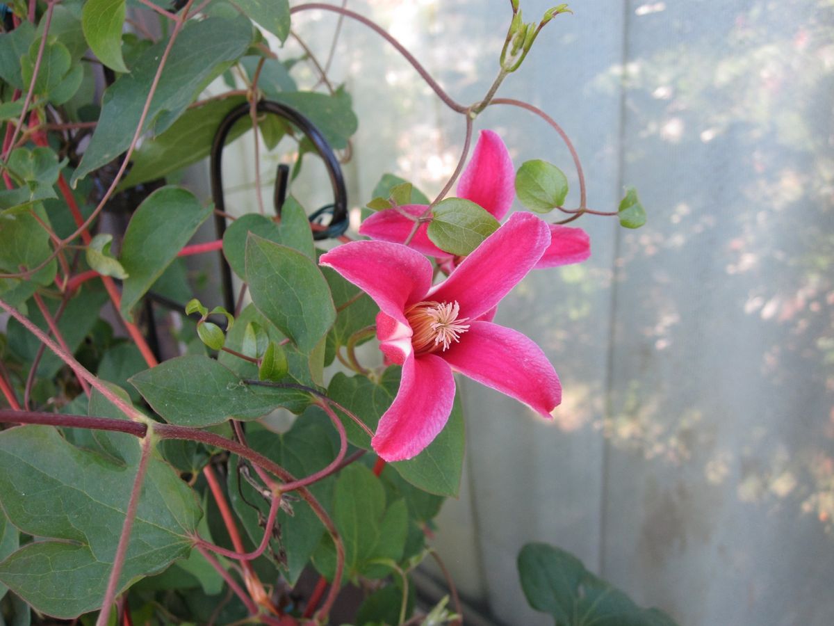 クレマチス（ダイアナ）と薔薇の水盆・ミニ薔薇