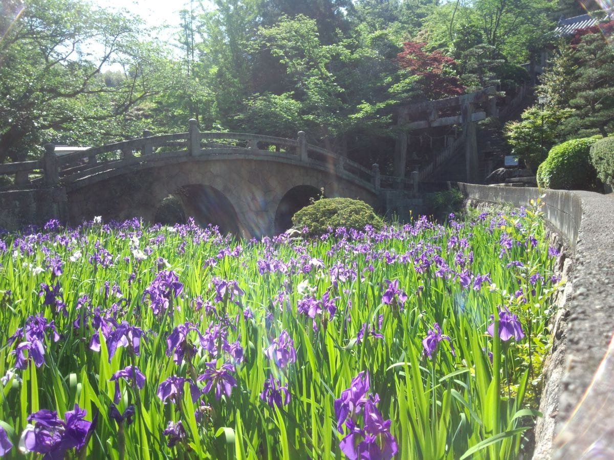 杜若　散歩道の花