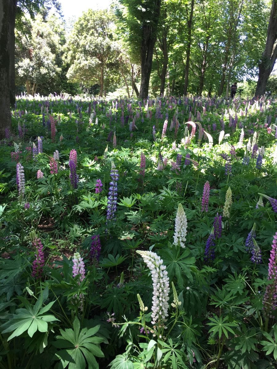 森林公園に行ってきました🍀