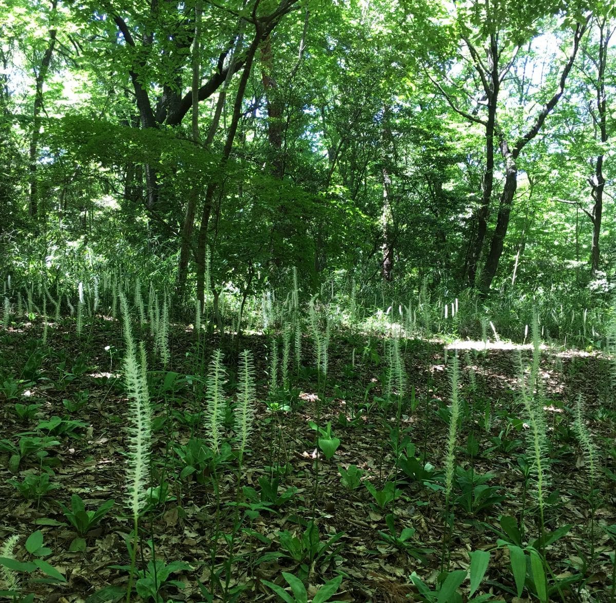 森林公園に行ってきました🍀