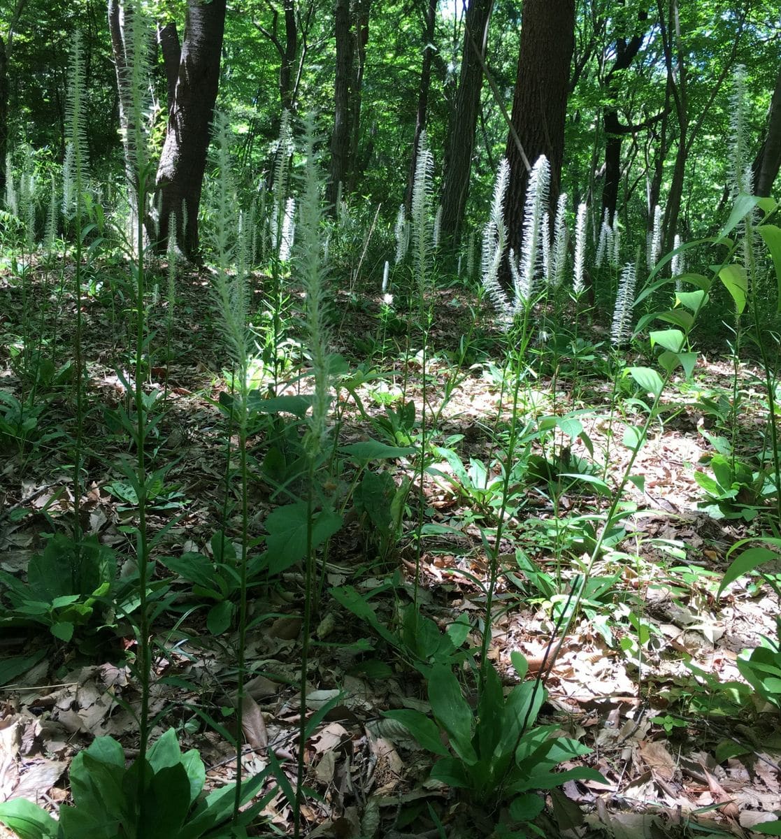 森林公園に行ってきました🍀