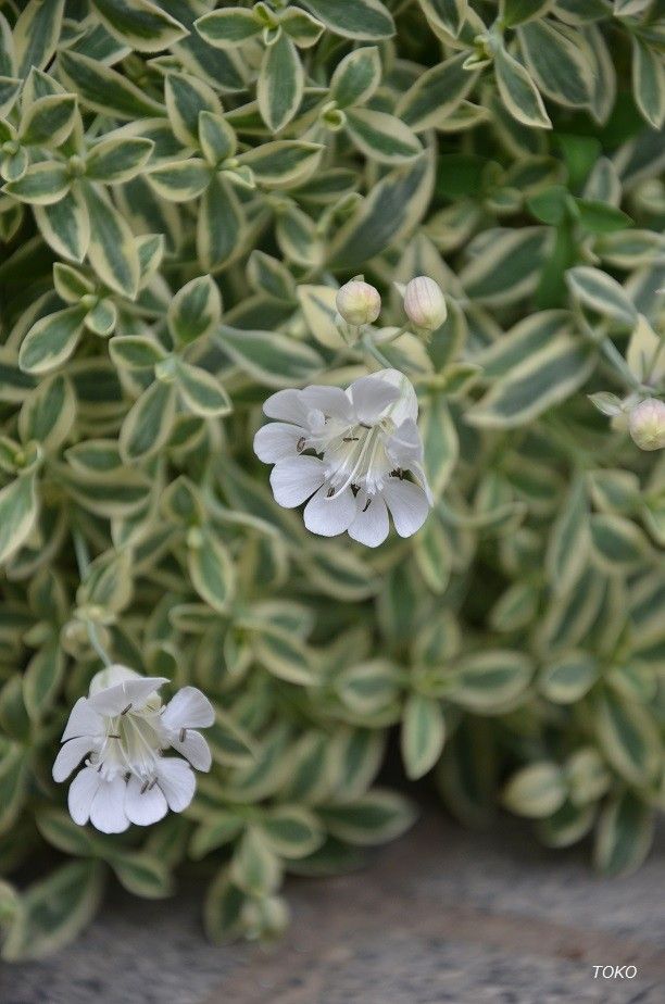 現在開花している植物から…その６