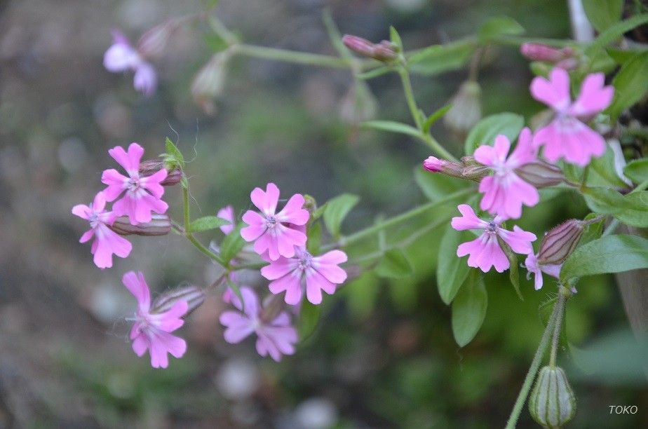 現在開花している植物から…その６