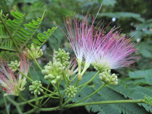 合歓の花