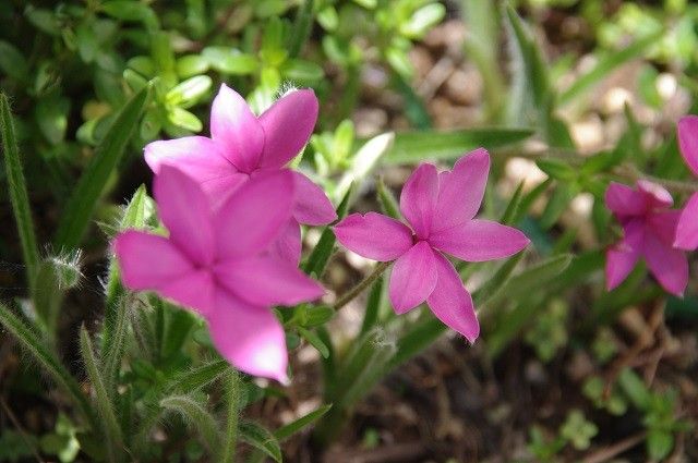 いろいろな庭の花