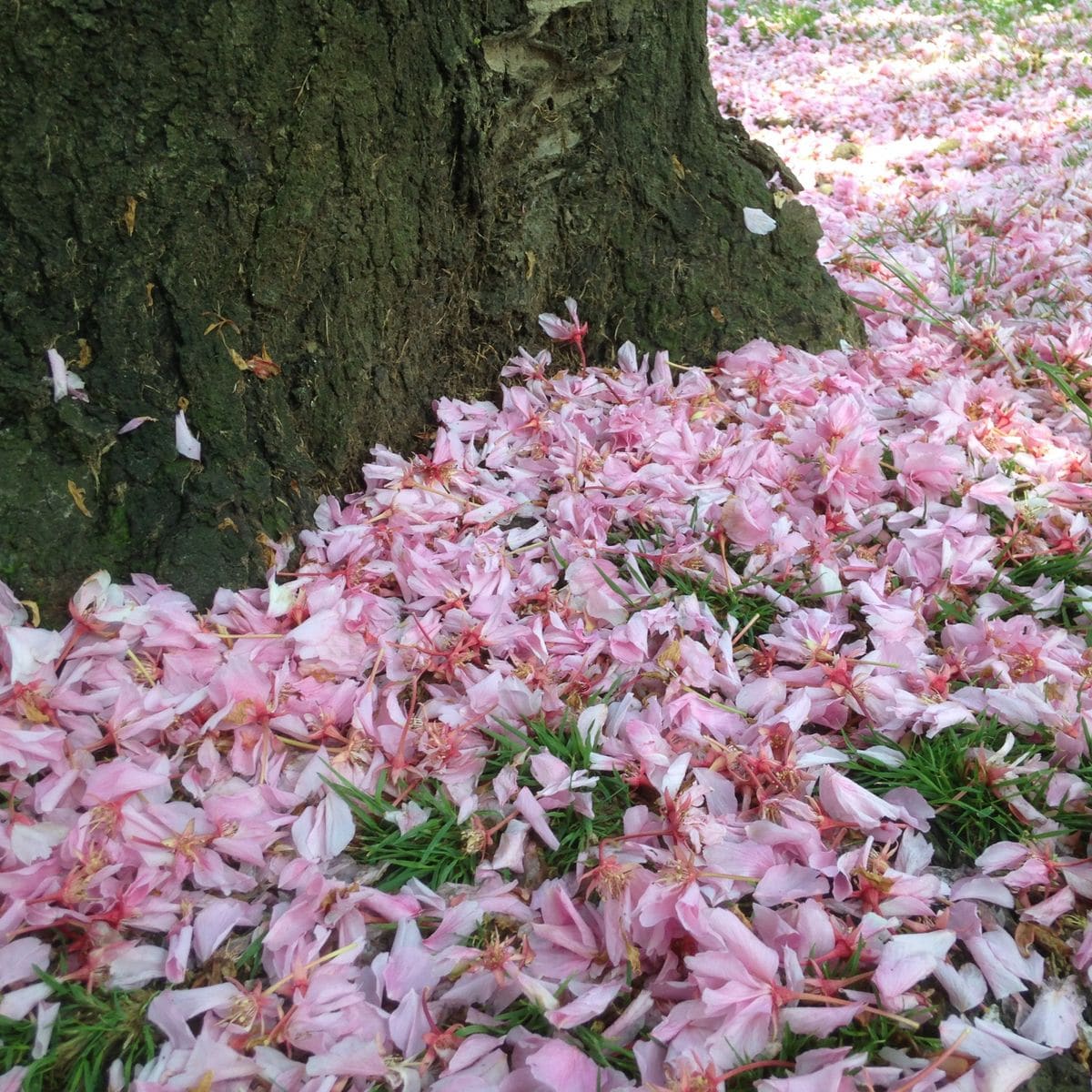 積桜