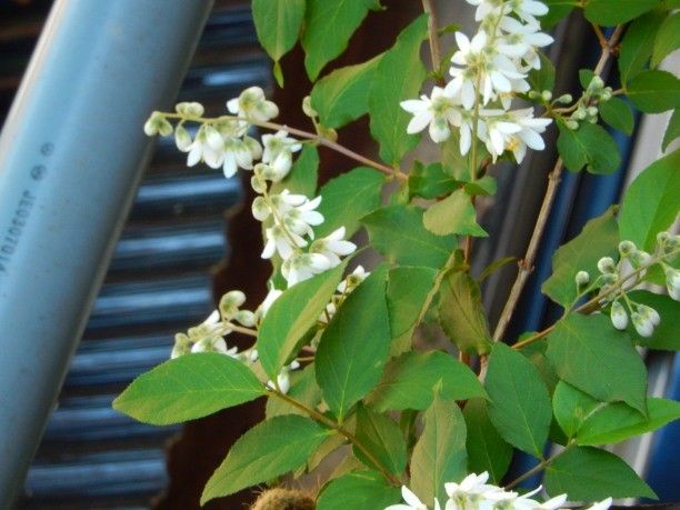 卯の花咲いて夏は来ぬ