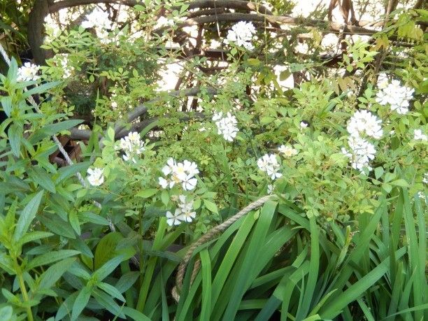 卯の花咲いて夏は来ぬ