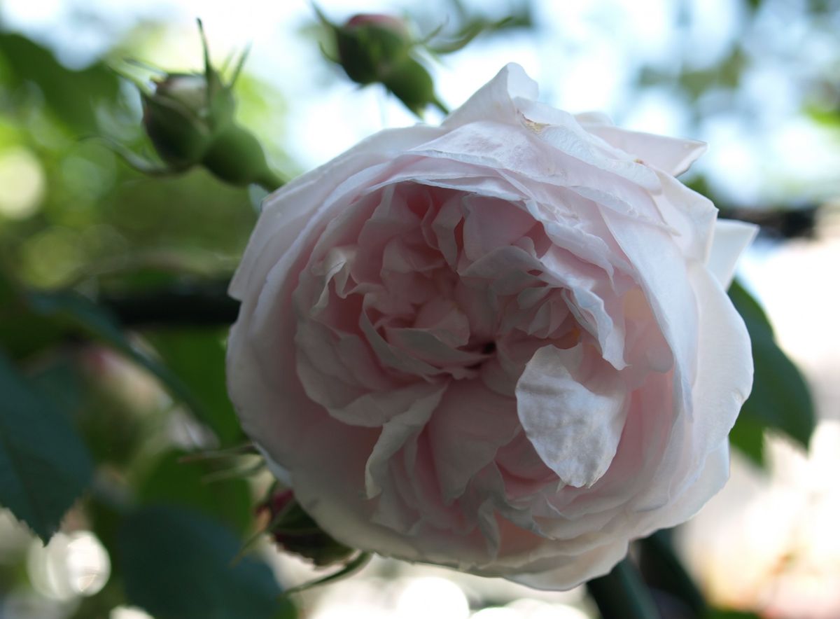 今日も薔薇が好き