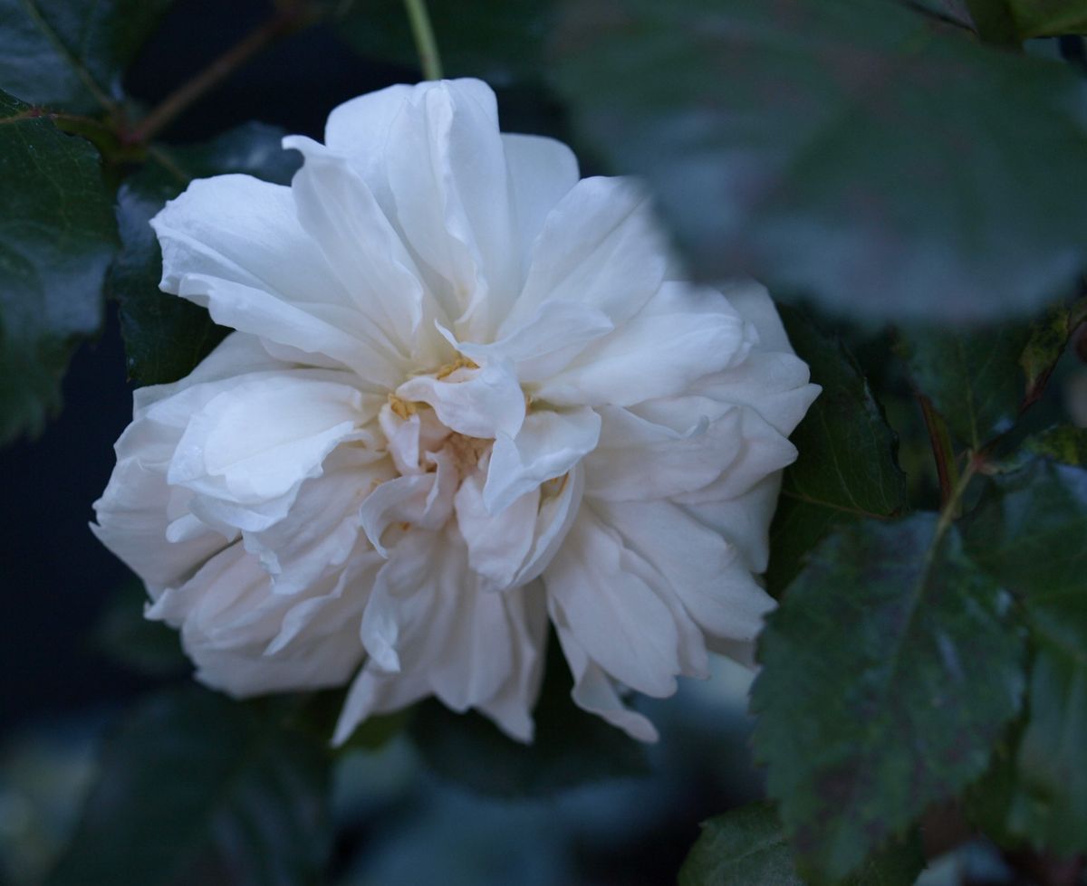 今日も薔薇が好き