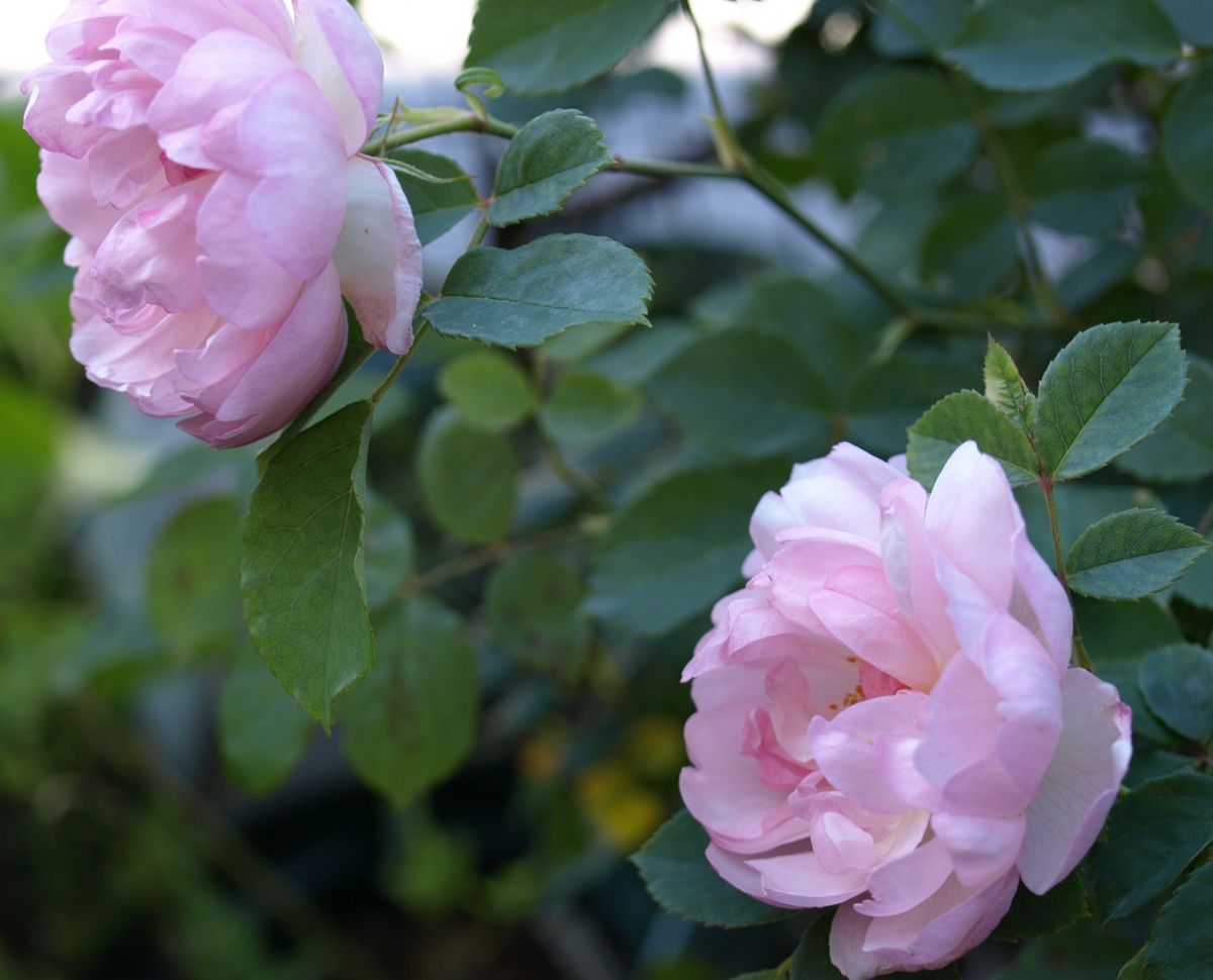 今日も薔薇が好き