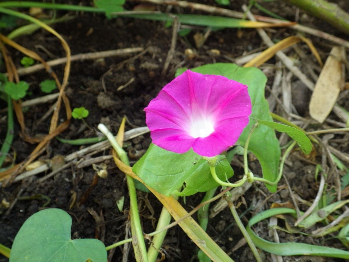 雑草か草花かと確立半々の正体