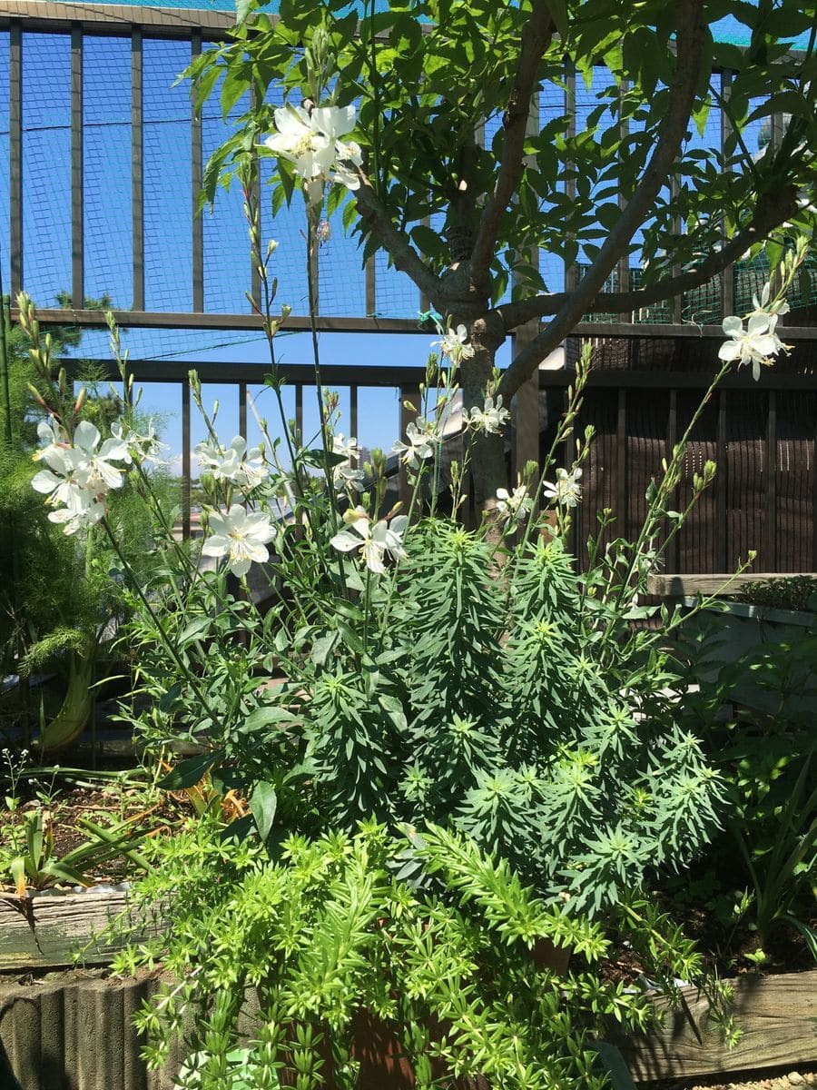 お花いっぱい🌼🌼🌼🎵ところが・・・