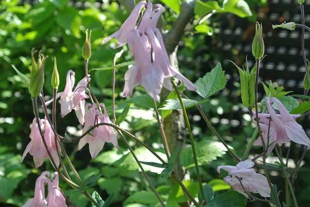 お庭のお花5/13①オダマキ