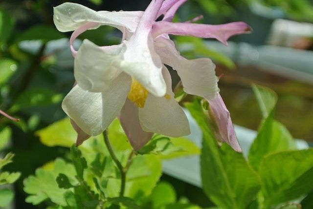 お庭のお花5/13①オダマキ