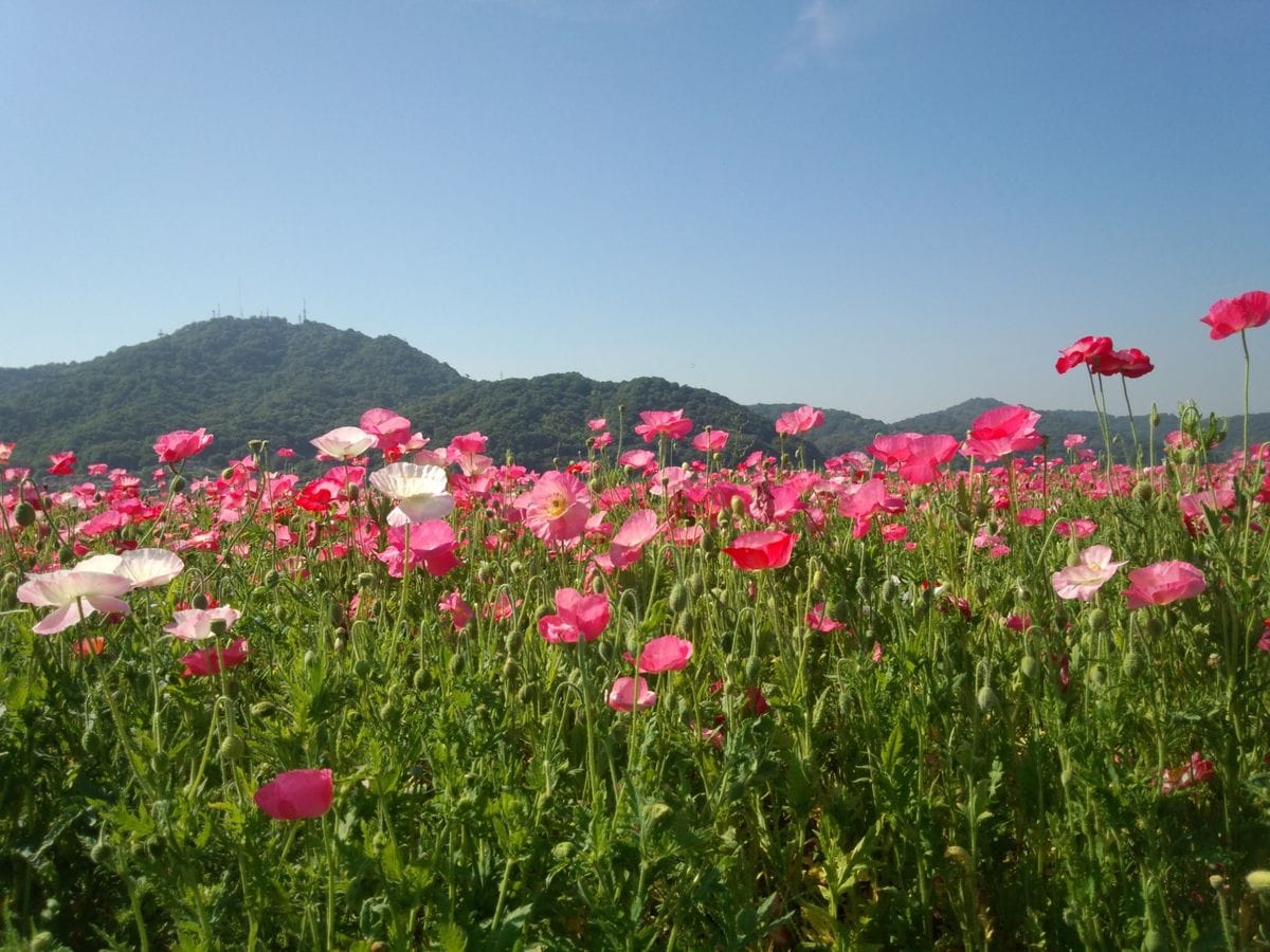 今朝のポピー畑