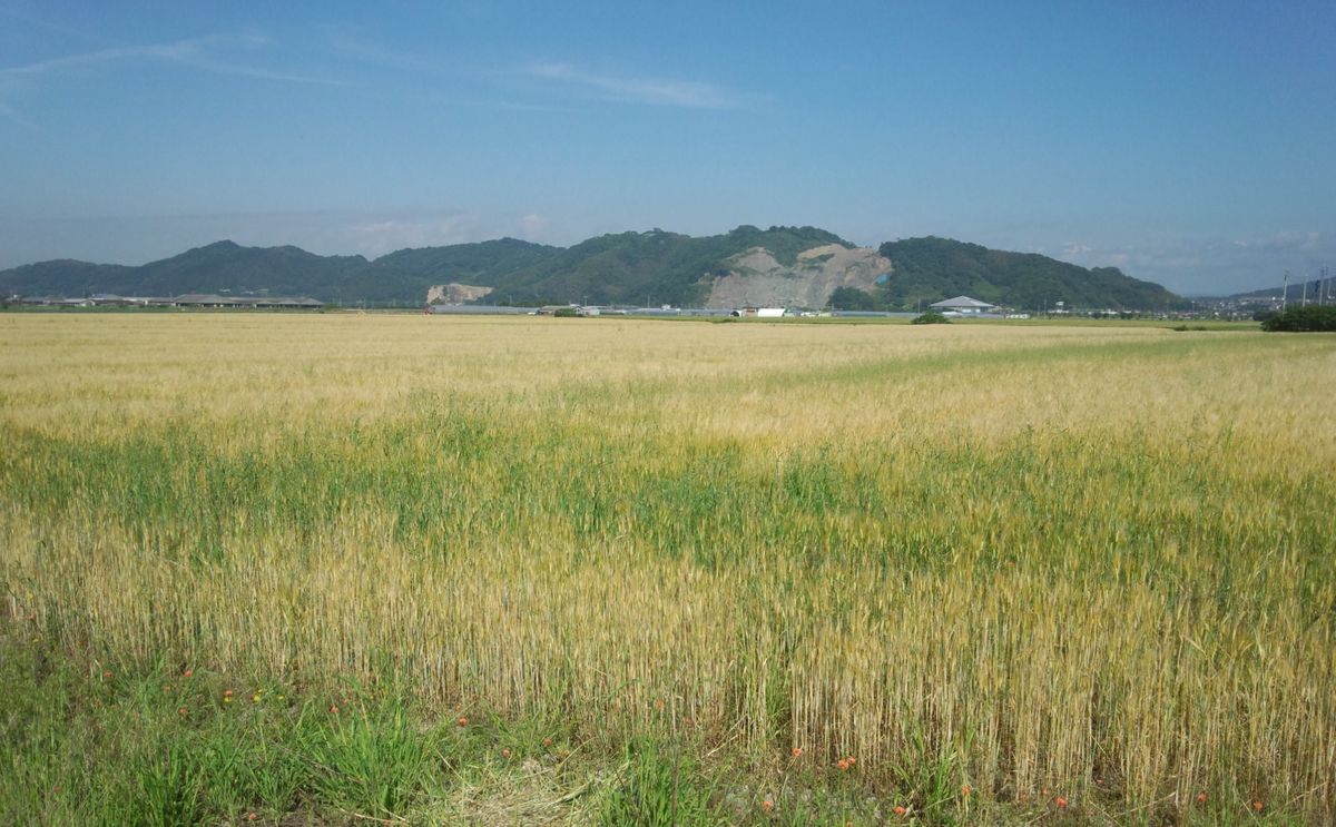 麦秋の海