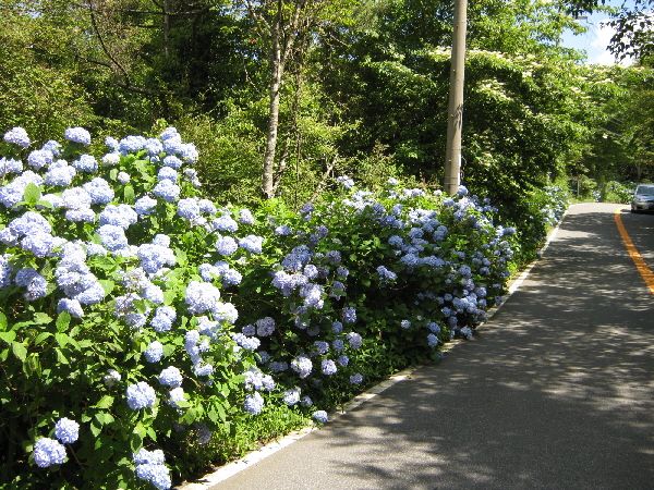 六甲山に登ってきました。