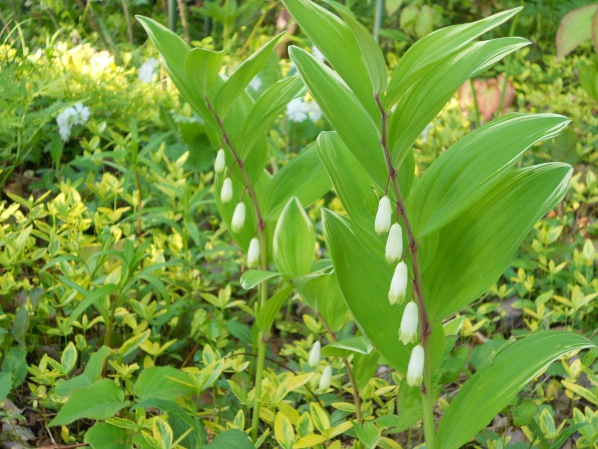 山野草コーナーから