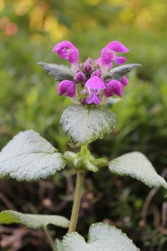 紫色の花