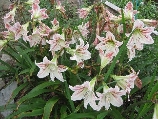 アマリリスの花いただきました