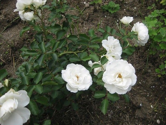 アマリリスの花いただきました