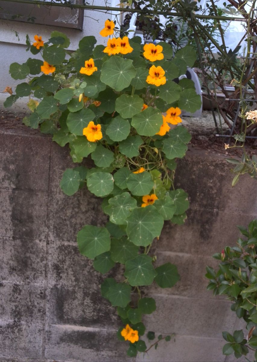 去年からの冬越しの花