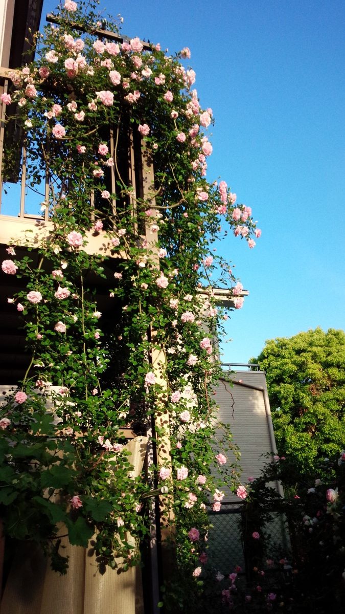 今年も薔薇で夢を見る