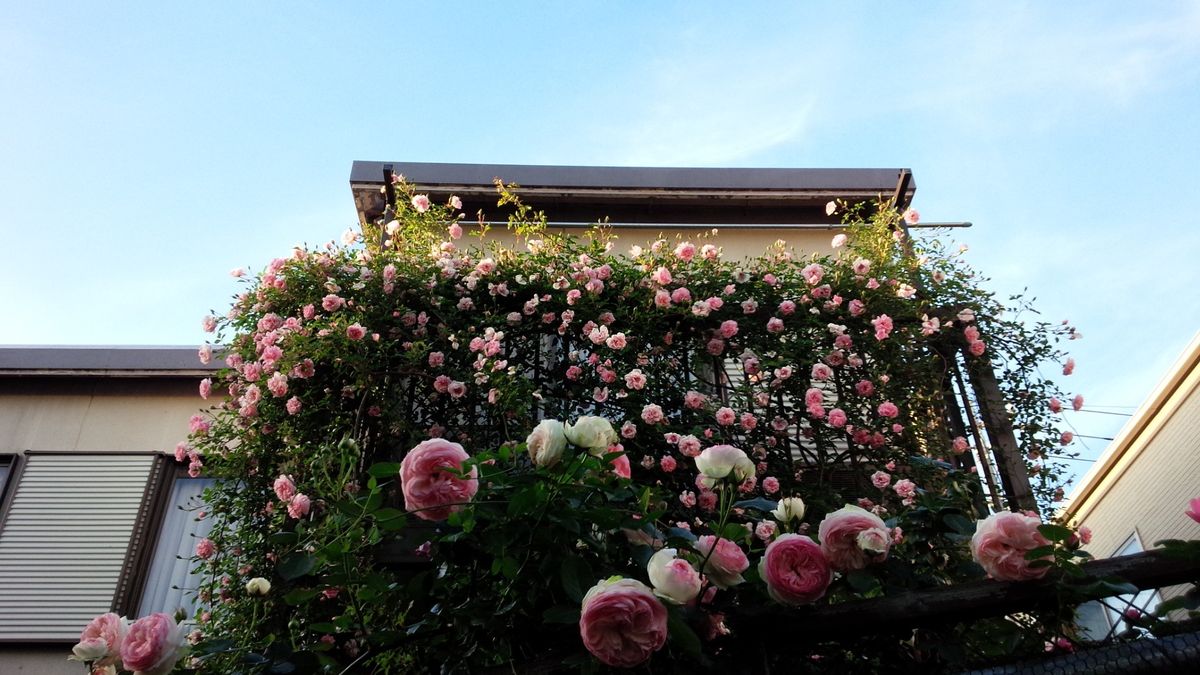 今年も薔薇で夢を見る