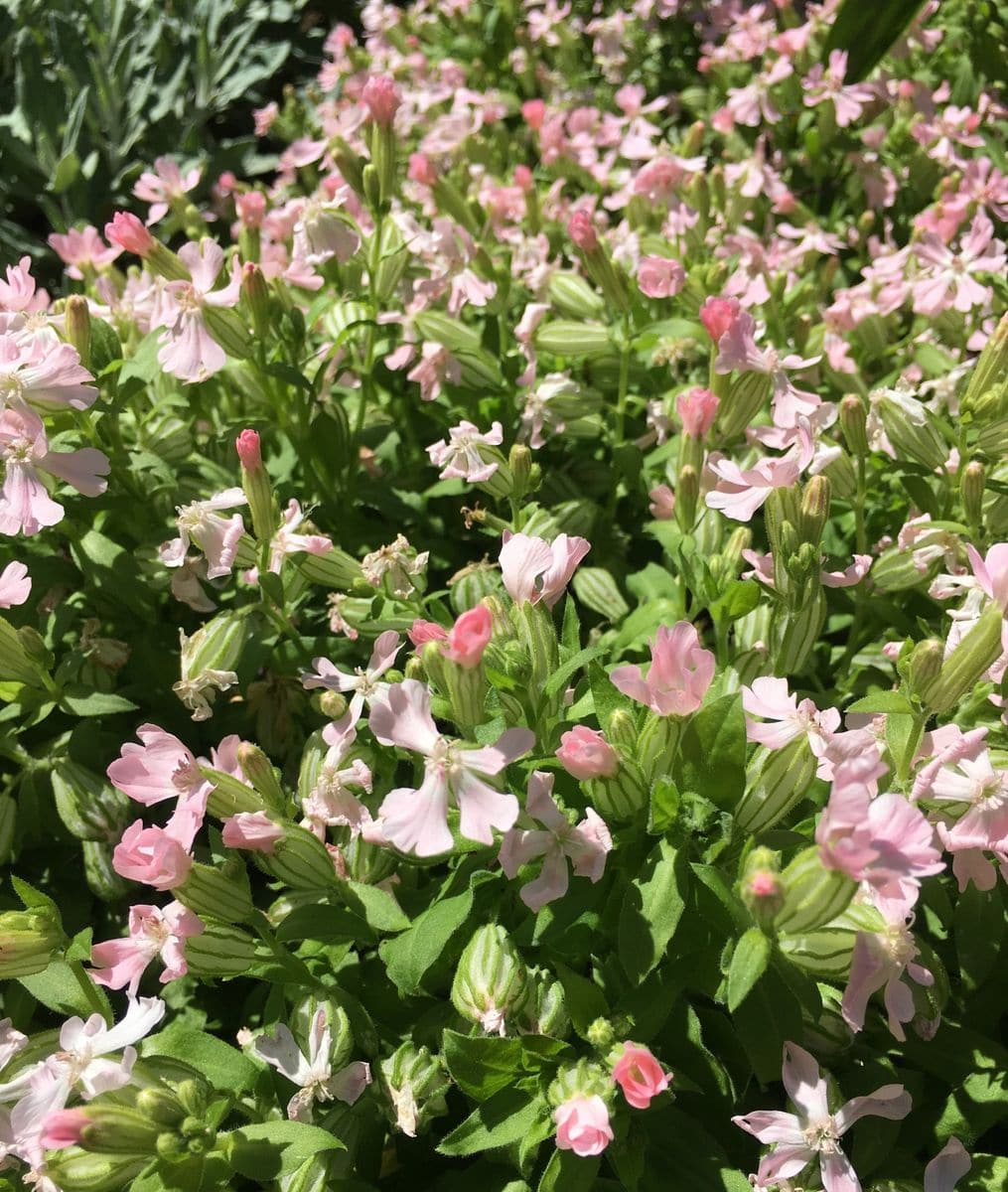 ボーダーガーデンのお花🌸