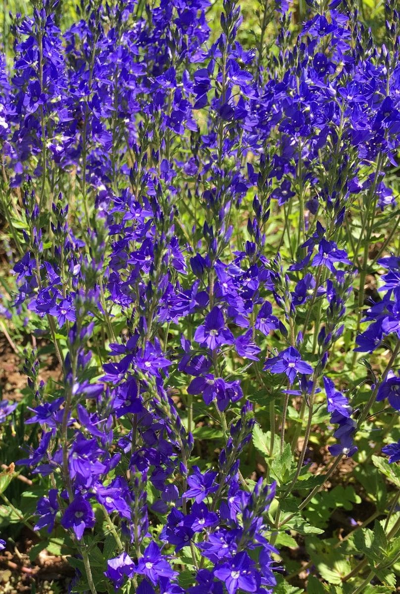 ボーダーガーデンのお花🌸