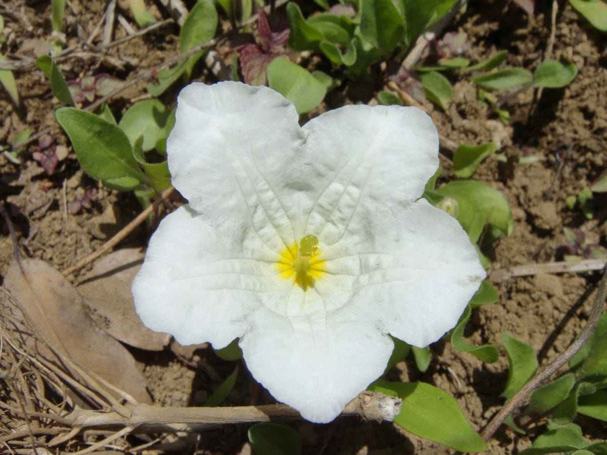 畑の花たち。