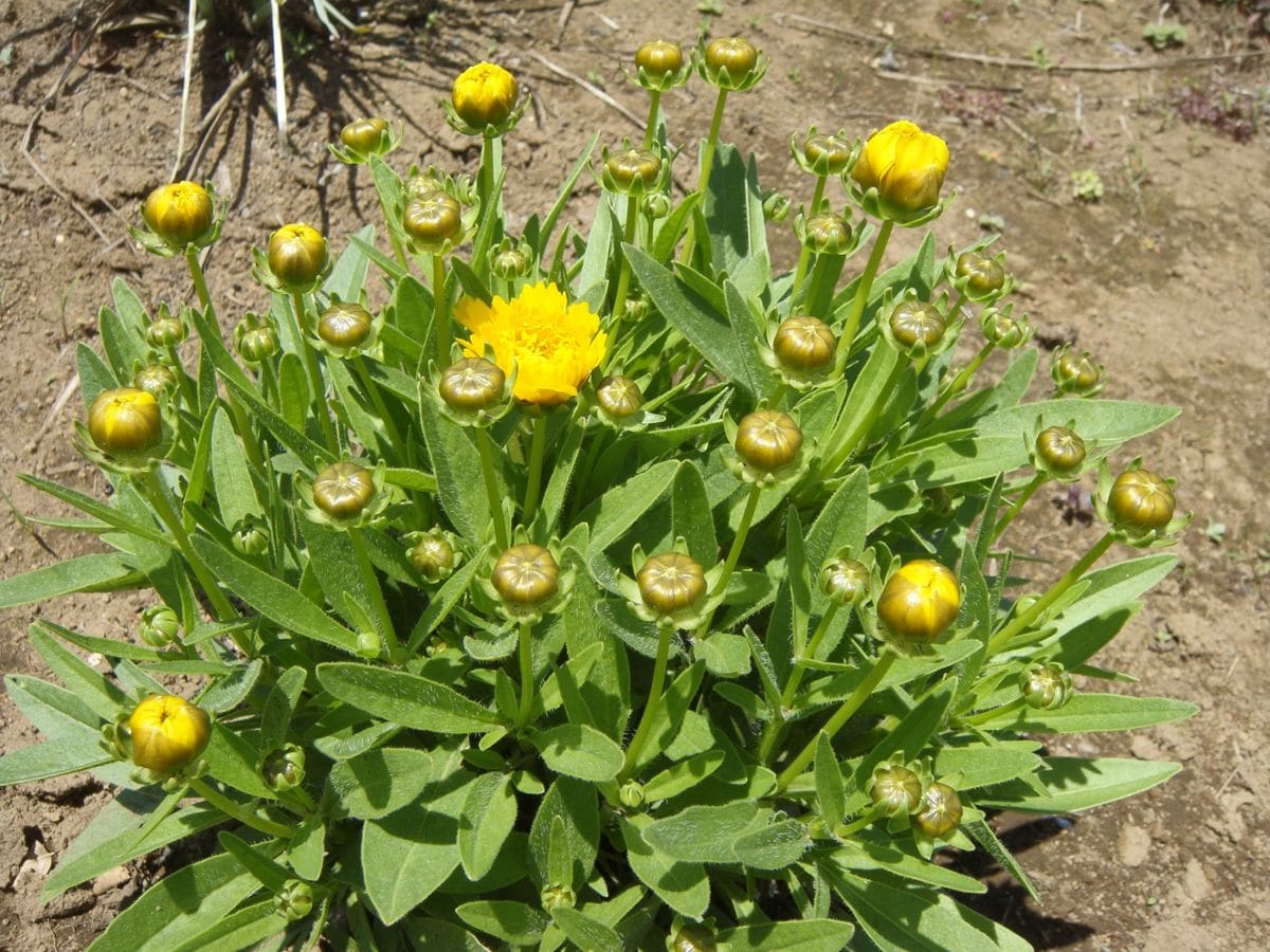 畑の花たち。