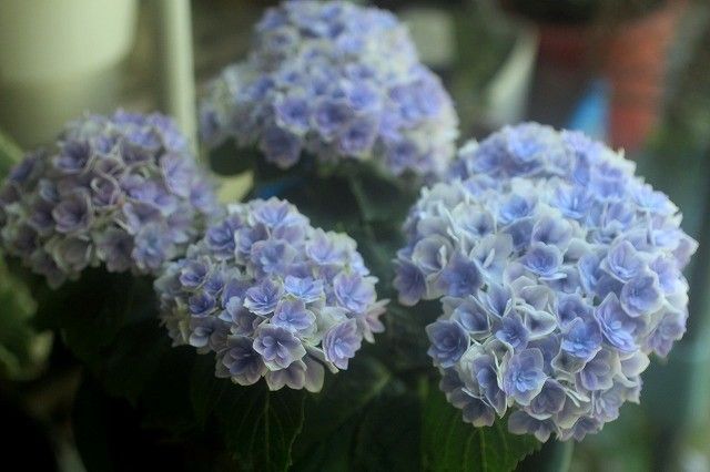 今年のお気に入り紫陽花～*