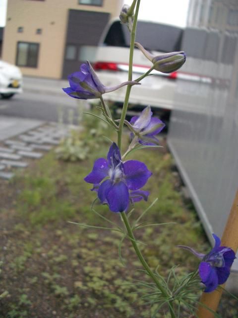 北海道は除く