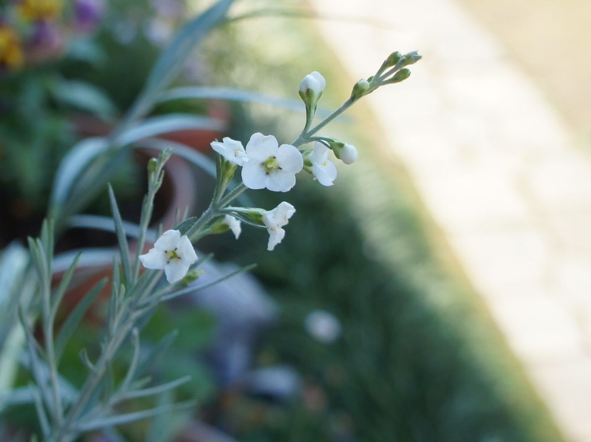 オージーの花