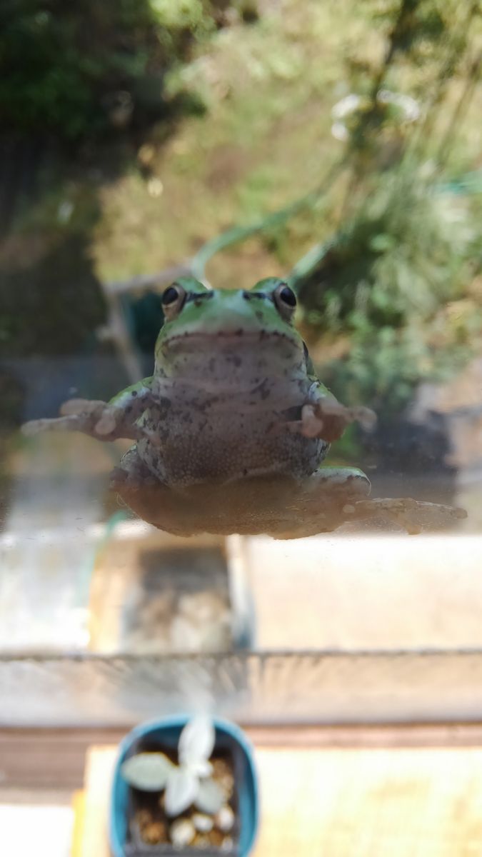 壁に耳あり、障子に目あり、ガラスに、、、