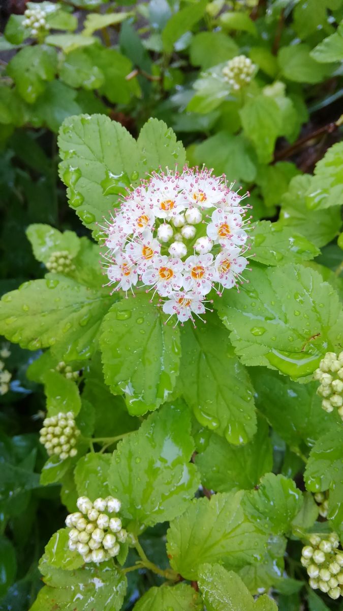 庭の花