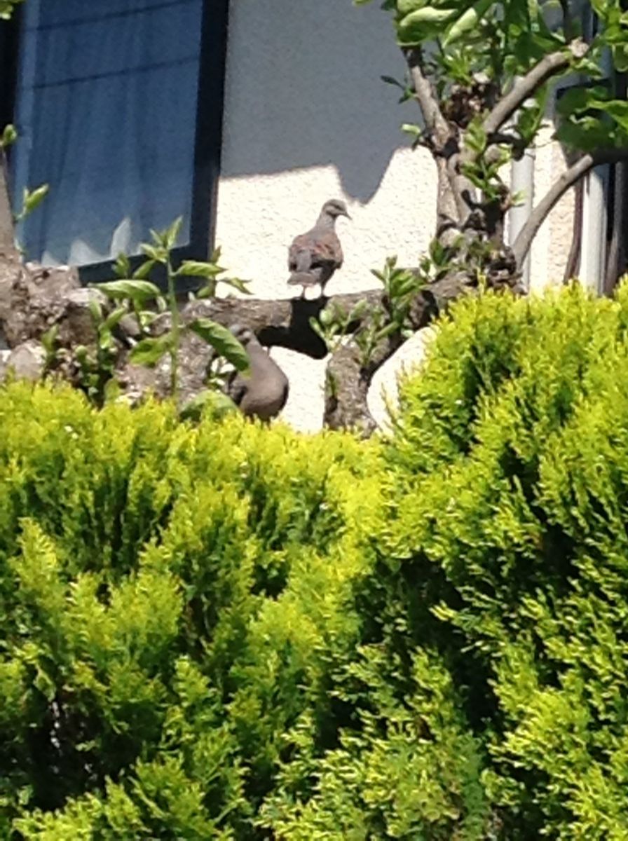 鳩さんの新居探し……(^ ^)