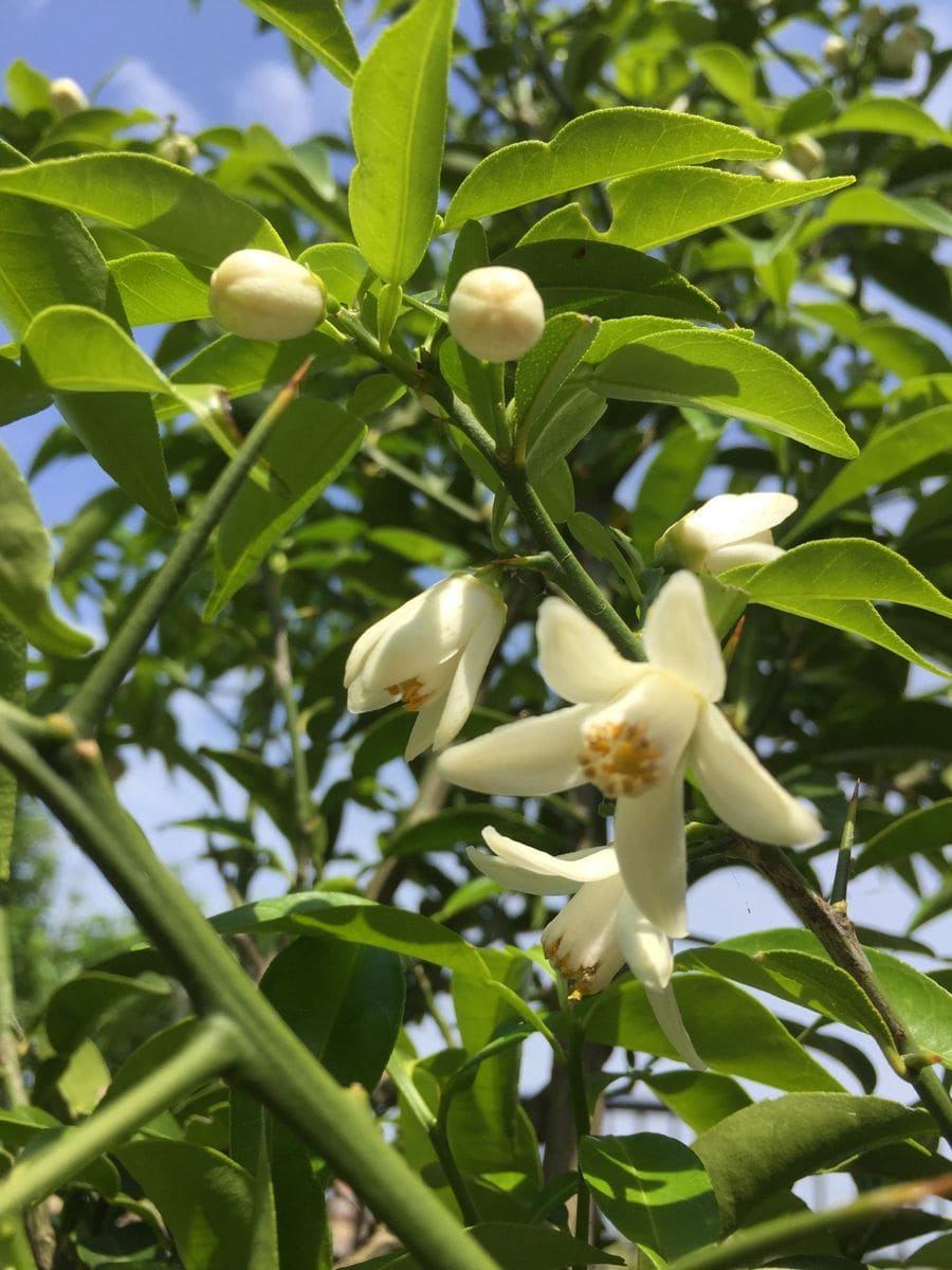 柚子の花